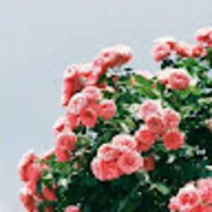 Meet your Posher, Aleece